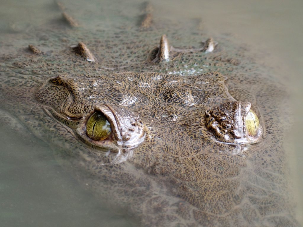 Crocodile seen on the Palo Verde Boat Tour