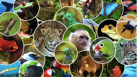 Collage of wildlife in Costa Rica