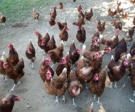 Costa Rica Free range chickens