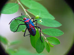 Exotic bug in Costa Rica