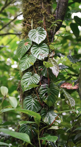 Costa Rica plant biodiversity