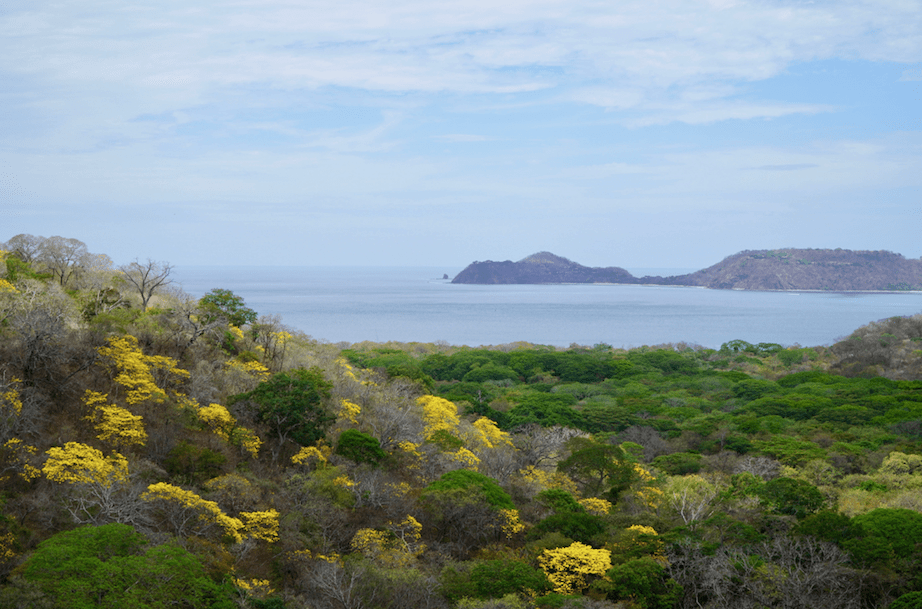 Flowering trees during the dry season in Costa Rica