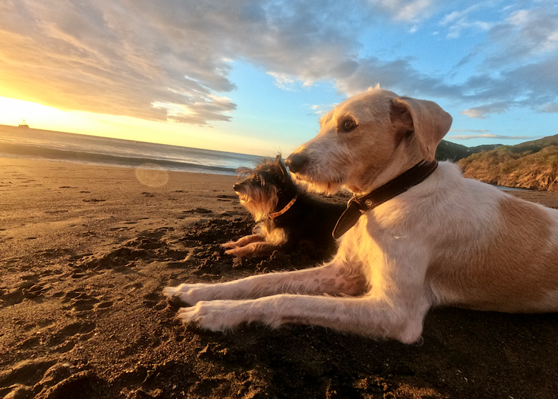 Dog on the beach in Costa Rica