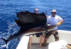 Huge sailfish caught off Costa Rica