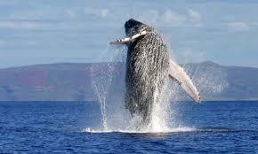 Whale breaching in the Pacific off Costa Rica