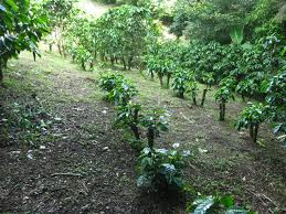 Costa Rica coffee fields