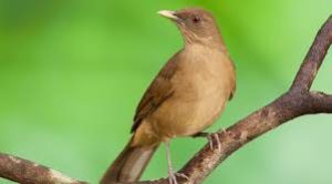 The Yiguirro, the national bird of Costa Rica sitting on a limb