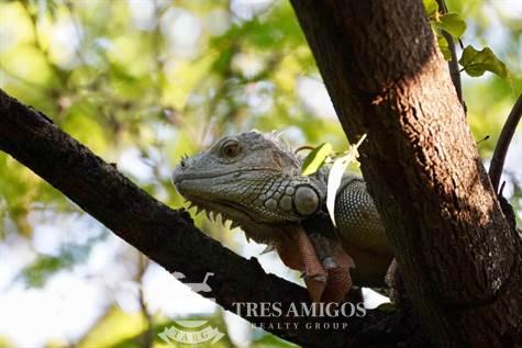Male iguana hidden in tree Playa Hermosa Costa Rica