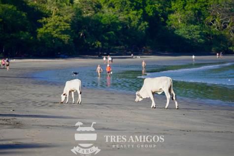 Cows on beach Playa Hermosa Costa Rica