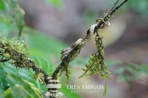 Juvenile eyelash viper ready to strike Tenorio National Park