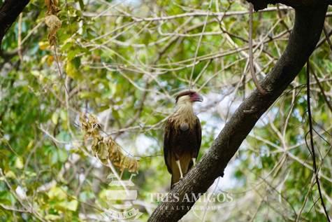 Crested cara cara perched on branch La Cruz Costa Rica