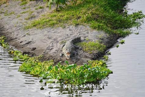 Crocodile with open mouth  on Tempisque River Comunidad Costa Rica