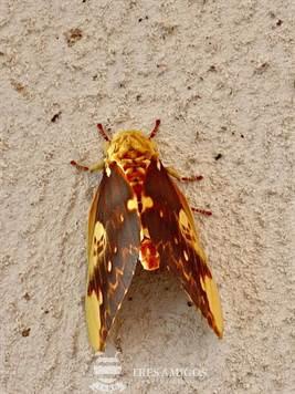 Regal moth Costa Rica
