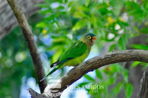 Crimson-fronted parakeet perched on branch Playa Hermosa Costa Rica