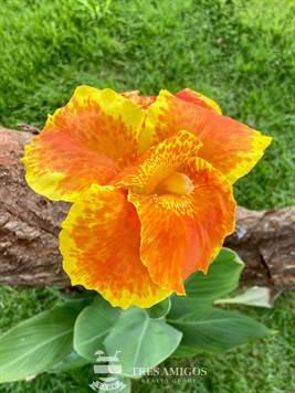 Yellow and orange iris flower in bloom