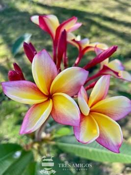 Pink and yellow plumeria flowers Costa Rica