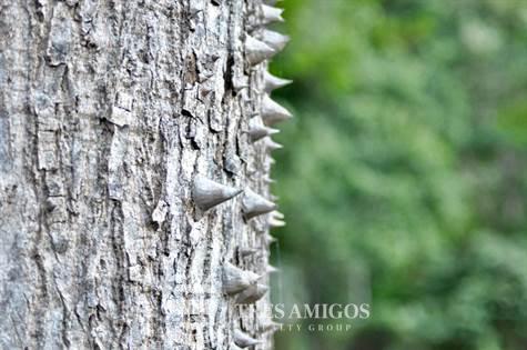 Spiny pachote bark tree Playa Hermosa Costa Rica