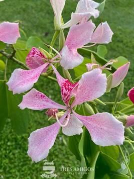 Pink orchid tree flowers Costa Rica