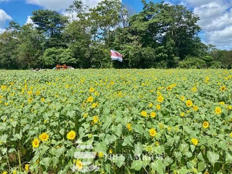 Field of sunflowers in Alajuela