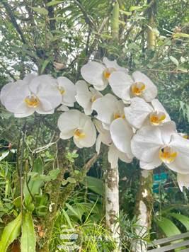 White orchid Costa Rica