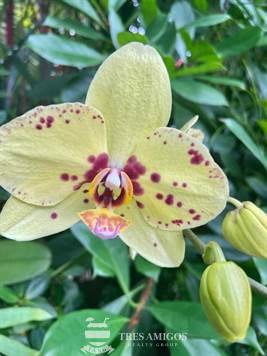 Yellow orchid speckled with pink Costa Rica