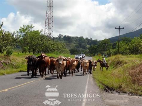 Cattle traffic jam with cowboy directing cows in Rincon de la Vieja