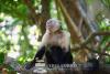 White-faced capuchin monkey in trees Rincon de la Vieja Costa Rica