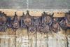Bats hanging on wall Playa Hermosa Costa Rica