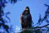 Broad winged hawk perched in tree Playa Hermosa Costa Rica