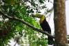 Toucan perched in tree Arenal Costa Rica