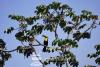 Toucan in tree Tronadora Costa Rica
