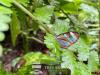 Glasswinged butterfly resting on leaves Bijagua Costa Rica