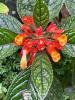Red and orange trumpet-shaped flowers Rincon de la Vieja