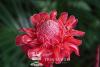 Emperor's rod wildflower or Costa Rica torch ginger