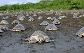 Costa Rica Turtles